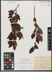 Foto von Salix silesiaca Willd.